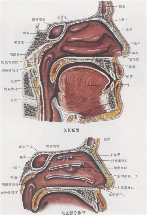 鼻子跟嘴巴中間|鼻子和嘴巴连接的地方叫什么